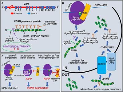 Granulin in Frontotemporal Lobar Degeneration: Molecular Mechanisms of the Disease